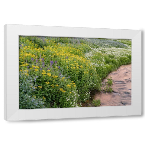 USA-Colorado Mountain wildflowers and stream White Modern Wood Framed Art Print by Jaynes Gallery