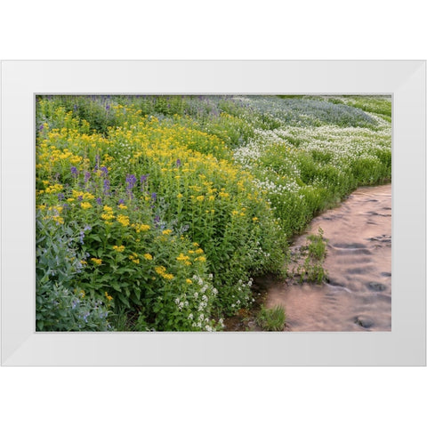 USA-Colorado Mountain wildflowers and stream White Modern Wood Framed Art Print by Jaynes Gallery