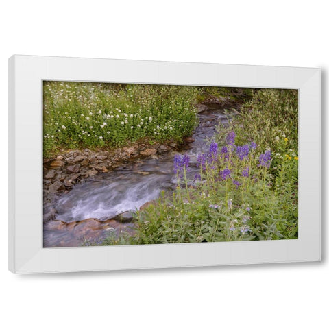 USA-Colorado Mountain wildflowers and stream White Modern Wood Framed Art Print by Jaynes Gallery