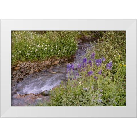 USA-Colorado Mountain wildflowers and stream White Modern Wood Framed Art Print by Jaynes Gallery