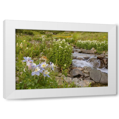 USA-Colorado Mountain wildflowers and stream White Modern Wood Framed Art Print by Jaynes Gallery