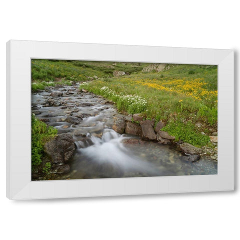 USA-Colorado Mountain wildflowers and stream White Modern Wood Framed Art Print by Jaynes Gallery