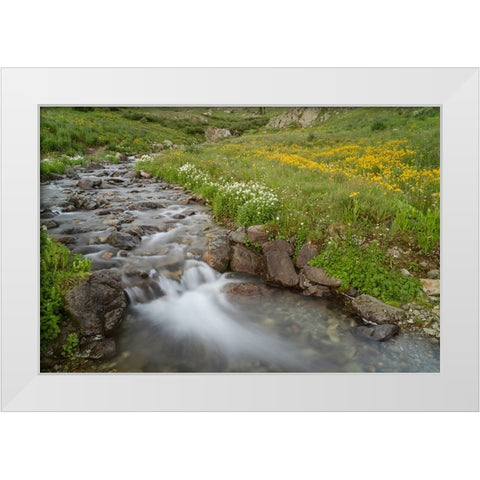 USA-Colorado Mountain wildflowers and stream White Modern Wood Framed Art Print by Jaynes Gallery