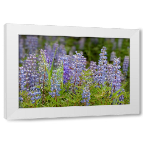 USA-Colorado-Gunnison National Forest Lupine flowers in San Juan Mountains White Modern Wood Framed Art Print by Jaynes Gallery