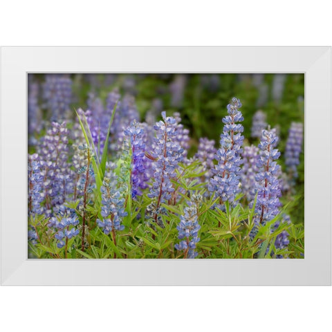 USA-Colorado-Gunnison National Forest Lupine flowers in San Juan Mountains White Modern Wood Framed Art Print by Jaynes Gallery
