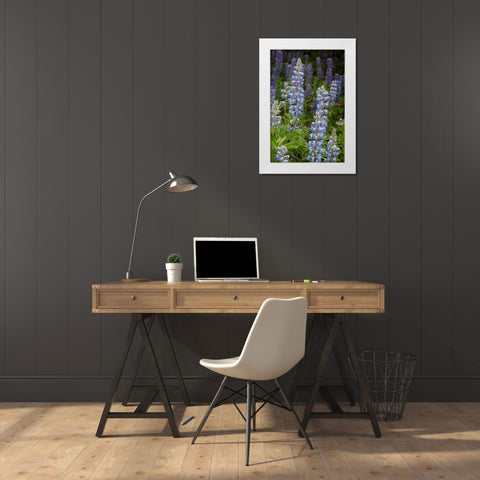 USA-Colorado-Gunnison National Forest Lupine flowers in San Juan Mountains White Modern Wood Framed Art Print by Jaynes Gallery