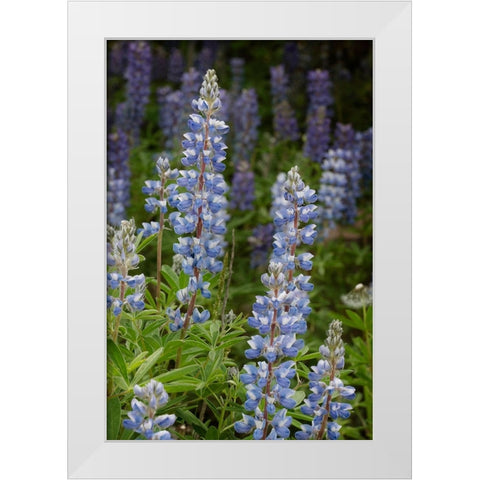 USA-Colorado-Gunnison National Forest Lupine flowers in San Juan Mountains White Modern Wood Framed Art Print by Jaynes Gallery