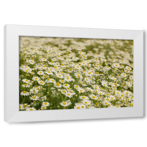 USA-Colorado Wild chamomile flowers in a mountain meadow White Modern Wood Framed Art Print by Jaynes Gallery