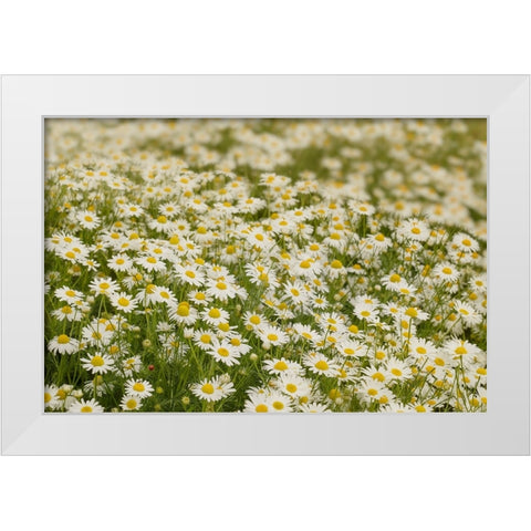 USA-Colorado Wild chamomile flowers in a mountain meadow White Modern Wood Framed Art Print by Jaynes Gallery