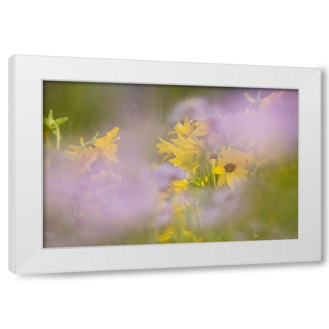 USA-Colorado-Gunnison National Forest Mule-ears and aster flowers abstract White Modern Wood Framed Art Print by Jaynes Gallery