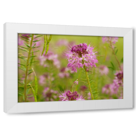 USA-Colorado Rocky Mountain bee plant close-up White Modern Wood Framed Art Print by Jaynes Gallery