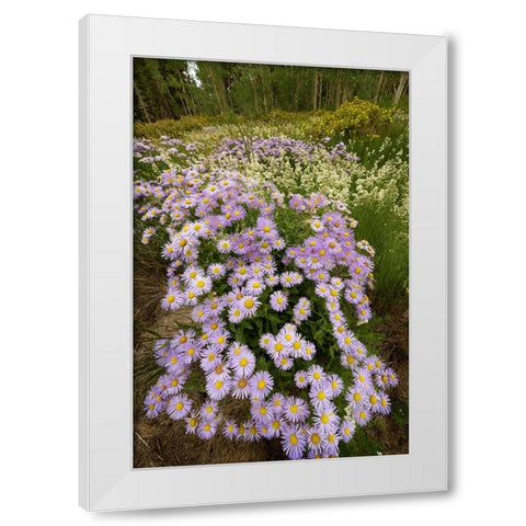 USA-Colorado-San Juan Mountains Wildflowers in meadow White Modern Wood Framed Art Print by Jaynes Gallery