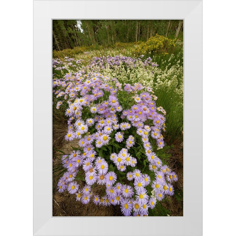 USA-Colorado-San Juan Mountains Wildflowers in meadow White Modern Wood Framed Art Print by Jaynes Gallery