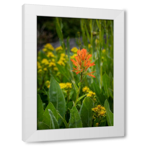 USA-Colorado-Uncompahgre National Forest Indian paintbrush flower close-up White Modern Wood Framed Art Print by Jaynes Gallery