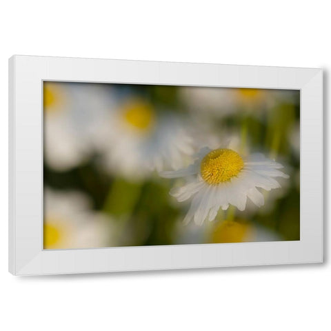 USA-Colorado-Gunnison National Forest Wild chamomile flower abstract White Modern Wood Framed Art Print by Jaynes Gallery