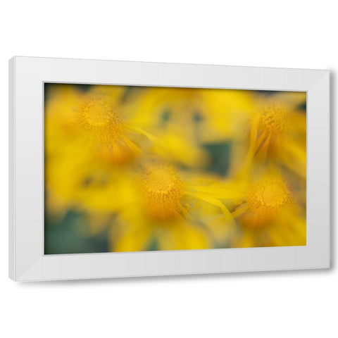 USA-Colorado-San Juan Mountains Sneezeweed abstract White Modern Wood Framed Art Print by Jaynes Gallery