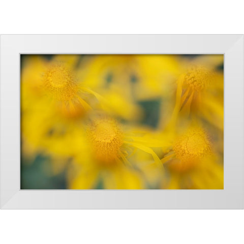 USA-Colorado-San Juan Mountains Sneezeweed abstract White Modern Wood Framed Art Print by Jaynes Gallery