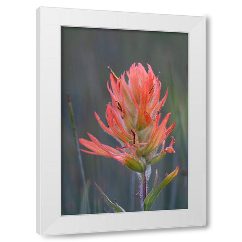 USA-Colorado-Uncompahgre National Forest Indian paintbrush flower close-up White Modern Wood Framed Art Print by Jaynes Gallery