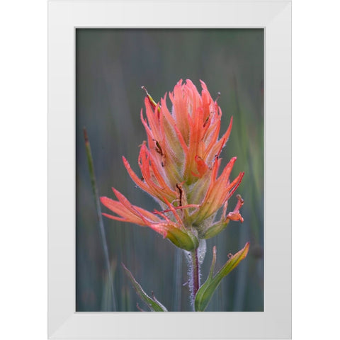 USA-Colorado-Uncompahgre National Forest Indian paintbrush flower close-up White Modern Wood Framed Art Print by Jaynes Gallery