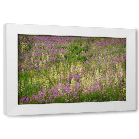 USA-Colorado-Gunnison National Forest Fireweeds in mountain meadow White Modern Wood Framed Art Print by Jaynes Gallery