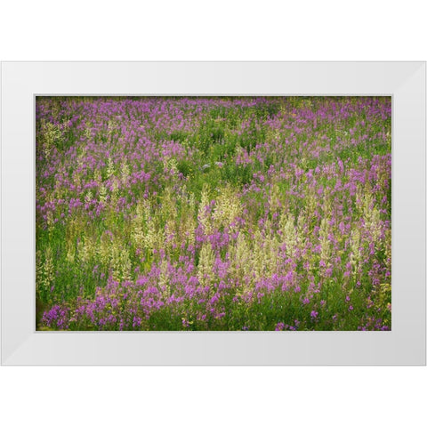 USA-Colorado-Gunnison National Forest Fireweeds in mountain meadow White Modern Wood Framed Art Print by Jaynes Gallery