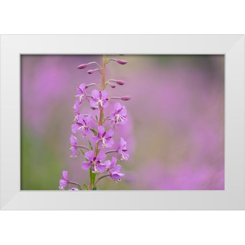 USA-Colorado-Gunnison National Forest Fireweed flowers close-up White Modern Wood Framed Art Print by Jaynes Gallery