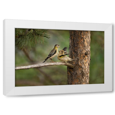 USA-Colorado-Woodland Park Evening grosbeak female feeding fledgling while perched in pine tree White Modern Wood Framed Art Print by Jaynes Gallery