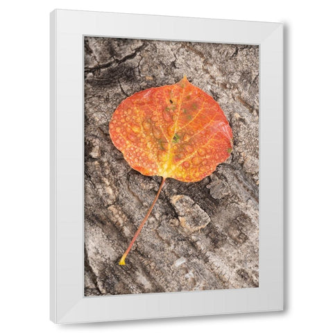 USA-Colorado-Uncompahgre National Forest Wet aspen leaf on log White Modern Wood Framed Art Print by Jaynes Gallery