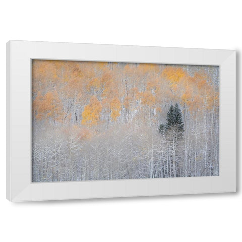 USA-Colorado-Uncompahgre National Forest Fresh autumn snow on aspens and evergreen White Modern Wood Framed Art Print by Jaynes Gallery