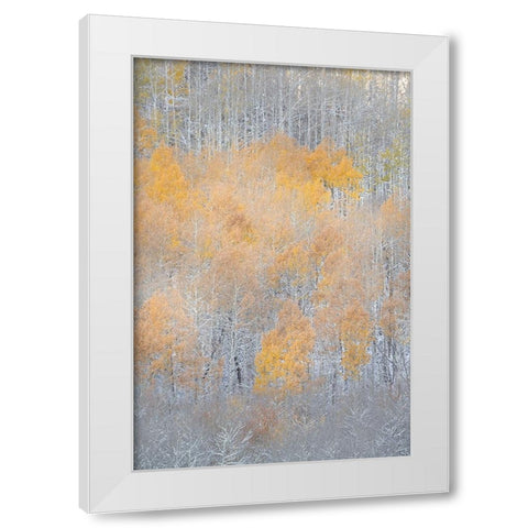 USA-Colorado-Uncompahgre National Forest Fresh autumn snow on aspens White Modern Wood Framed Art Print by Jaynes Gallery