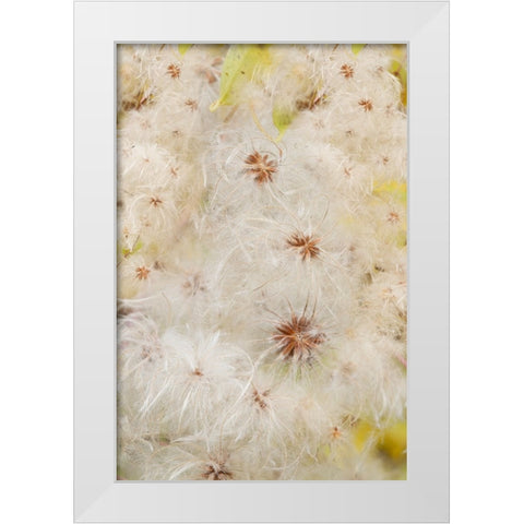 USA-Colorado-Uncompahgre National Forest Seedheads of clematis plant White Modern Wood Framed Art Print by Jaynes Gallery