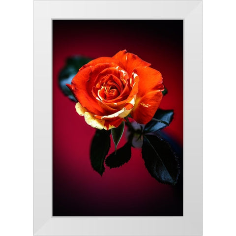 USA-Colorado-Loveland Rose close-up White Modern Wood Framed Art Print by Jaynes Gallery