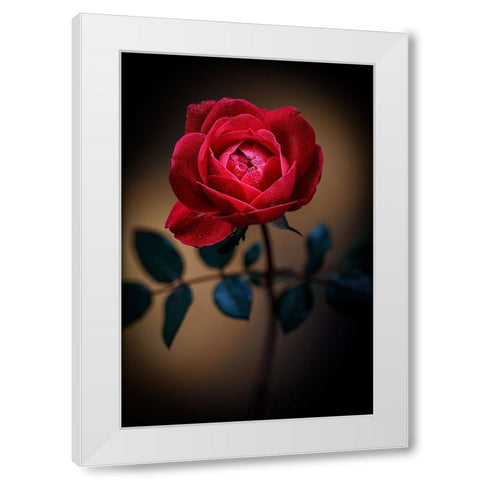 USA-Colorado-Loveland Rose close-up White Modern Wood Framed Art Print by Jaynes Gallery
