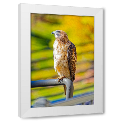 USA-Colorado-Fort Collins Red-tailed hawk close-up White Modern Wood Framed Art Print by Jaynes Gallery