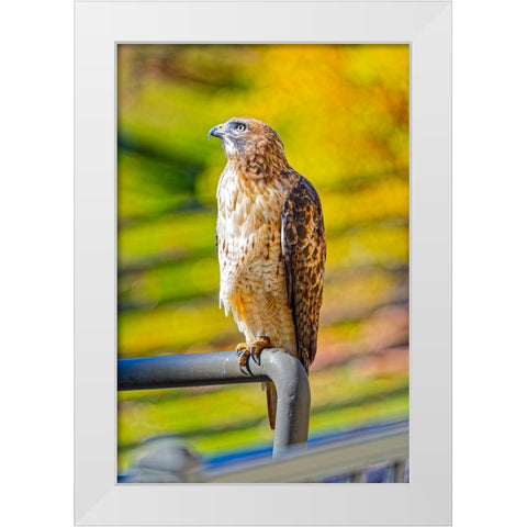 USA-Colorado-Fort Collins Red-tailed hawk close-up White Modern Wood Framed Art Print by Jaynes Gallery