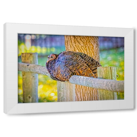 USA-Colorado-Loveland Wild female turkey close-up White Modern Wood Framed Art Print by Jaynes Gallery