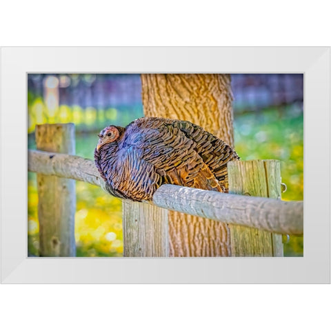 USA-Colorado-Loveland Wild female turkey close-up White Modern Wood Framed Art Print by Jaynes Gallery