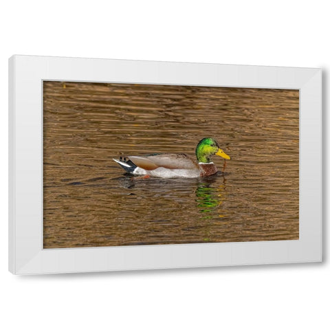 USA-Colorado-Loveland Mallard duck male swimming in lake White Modern Wood Framed Art Print by Jaynes Gallery