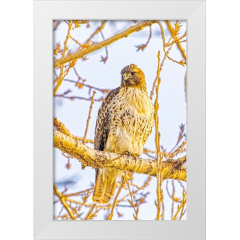 USA-Colorado-Fort Collins Red-tailed hawk close-up White Modern Wood Framed Art Print by Jaynes Gallery