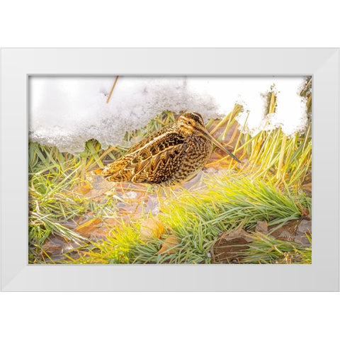 USA- Colorado- Fort Collins. Wilsons snipe in icy winter grass. White Modern Wood Framed Art Print by Jaynes Gallery