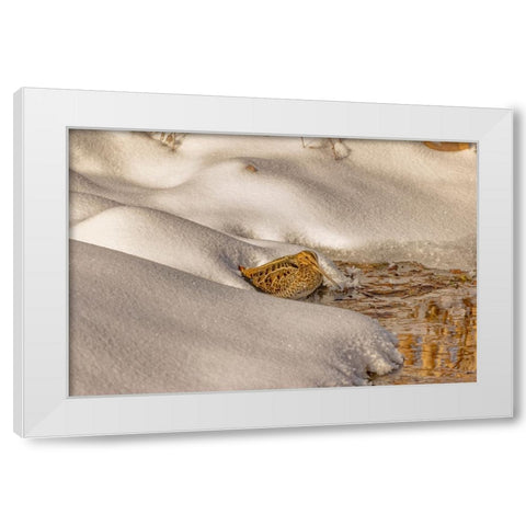 USA- Colorado- Fort Collins. Wilsons snipe drinks from stream in winter. White Modern Wood Framed Art Print by Jaynes Gallery