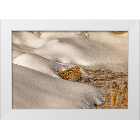 USA- Colorado- Fort Collins. Wilsons snipe drinks from stream in winter. White Modern Wood Framed Art Print by Jaynes Gallery