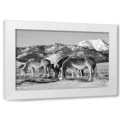 USA-Colorado-Westcliffe Music Meadows Ranch Herd of horses with Rocky Mountains in the distance White Modern Wood Framed Art Print by Hopkins, Cindy Miller