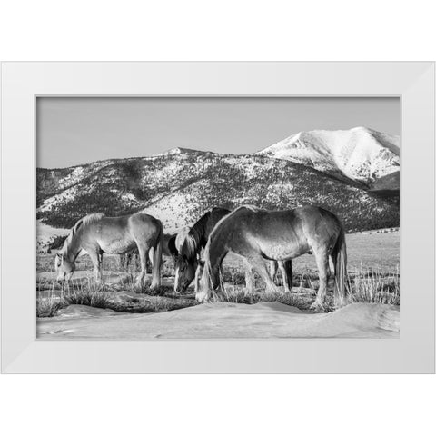 USA-Colorado-Westcliffe Music Meadows Ranch Herd of horses with Rocky Mountains in the distance White Modern Wood Framed Art Print by Hopkins, Cindy Miller