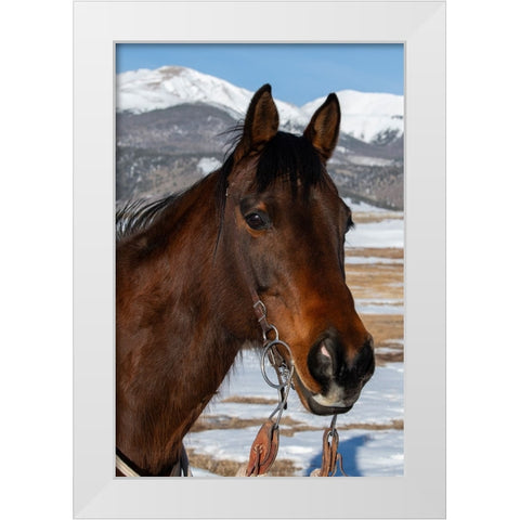 USA-Colorado-Westcliffe Music Meadows Ranch Bay ranch horse White Modern Wood Framed Art Print by Hopkins, Cindy Miller