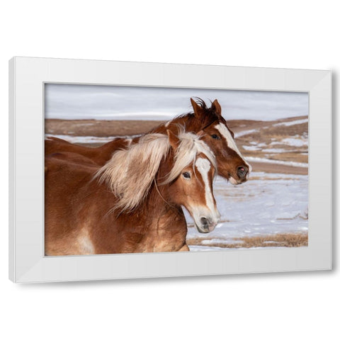USA-Colorado-Westcliffe Music Meadows Ranch Ranch horses in winter White Modern Wood Framed Art Print by Hopkins, Cindy Miller