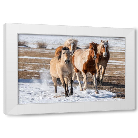USA-Colorado-Westcliffe Music Meadows Ranch Herd of mixed breed horses running in the snow White Modern Wood Framed Art Print by Hopkins, Cindy Miller
