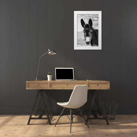 USA-Colorado-Westcliffe Music Meadows Ranch Cute old ranch donkey-face detail White Modern Wood Framed Art Print by Hopkins, Cindy Miller