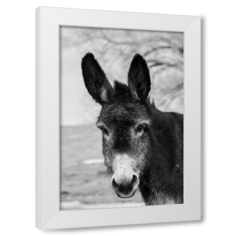 USA-Colorado-Westcliffe Music Meadows Ranch Cute old ranch donkey-face detail White Modern Wood Framed Art Print by Hopkins, Cindy Miller
