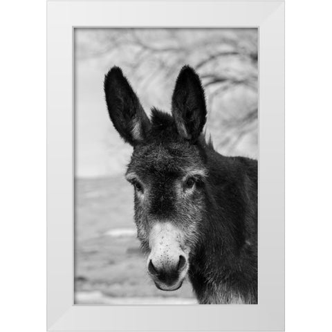 USA-Colorado-Westcliffe Music Meadows Ranch Cute old ranch donkey-face detail White Modern Wood Framed Art Print by Hopkins, Cindy Miller